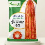 হাইব্রিড ভুট্টা – গ্রীন মিসাইল ৫৫ বীজ | High Yield Hybrid Maize Seeds