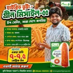 হাইব্রিড ভুট্টা – গ্রীন মিসাইল ৫৫ বীজ | High Yield Hybrid Maize Seeds - Image 2